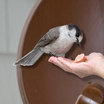 Gray Jay